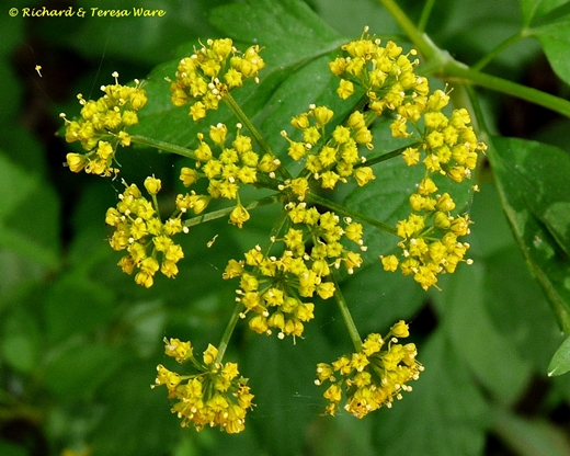 {Thaspium barbinode}